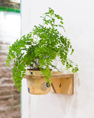 ON | Colgador de pared para plantas